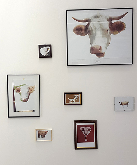 Bojan Mijatović, Cow Experiment, 2014